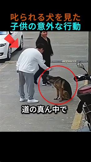 The unexpected actions of a child in front of a German Shepherd