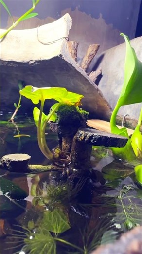 New scape 💦🐳 #viral #fyp #fish #hobbyikan #aquascape