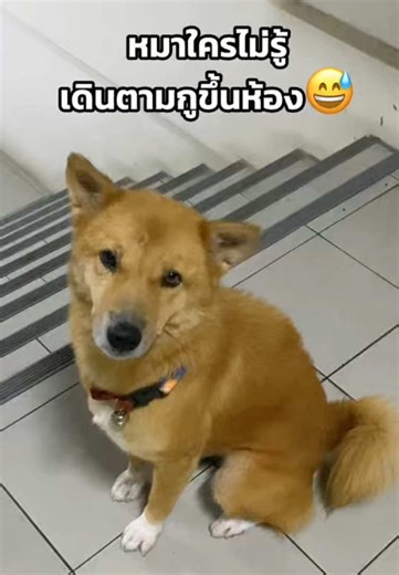 น้องหมาน่ารัก ตะลุยกิจกรรมสุดฮาทั้งวัน