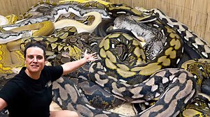 handling twenty foot pythons at the reptile zoo