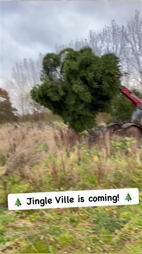 3.8K views · 28 reactions | Today we have harvested a Christmas tree  on the farm to add to the magic of Jingle Ville  Watch our feed for updates… #WestMidlands #FarmVisit #christmas2023 #Christmasadventure #christmasadventures #Christmas #jingleville | Lower Drayton Farm | Facebook