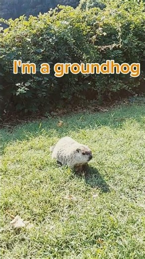 Meet the Groundhog Who Lives Near Washington Bridge in New Jersey