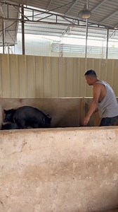 stgraduate student at the Pig Catching Technology Research Institute Wild Boar Ecological Free Range | Farm24 ASMR