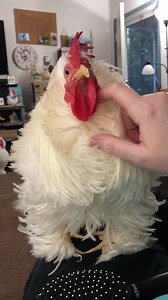 59K views · 2.3K reactions | While we were waiting for Little Miss to arrive I thought Cotton would enjoy a little TLC. He loves being brushed…. (….as long as I don’t brush his tail feathers or back yonder area. That’s off limits.) | The Adventures of Cotton the House Rooster | Facebook