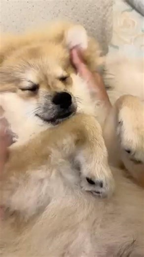 Loki suka banget di massage kepalanya #anjinglucu