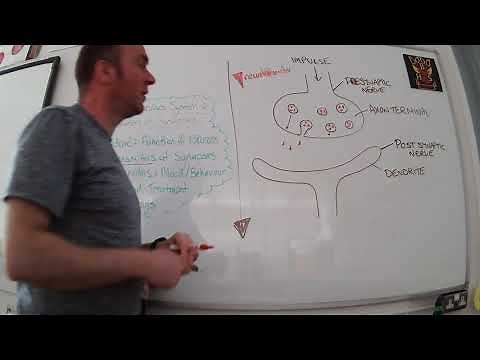 Higher Human Biology - Unit 3 - Neurotransmitters 1