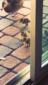 The Dodo on Instagram: "This duck mom has been raising her babies in a woman's pool for the past 2 months 💗 (🦆: @daisyducktales)"