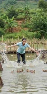 Harvest 1000+ Kg Of Mandarin Ducks Goes to market sell #short