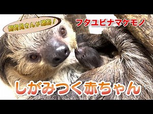 ナマケモノの赤ちゃん お母さんに甘える姿がかわいすぎる！(Two-toed Sloth)