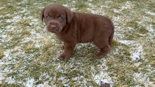 Labrador Retriever puppy for sale