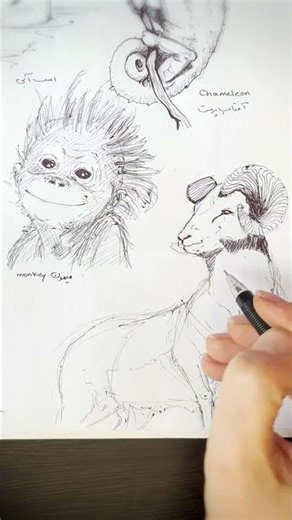 Wild Beauty Sketch — Bighorn Sheep 🐏 #dailydoodle #animalart