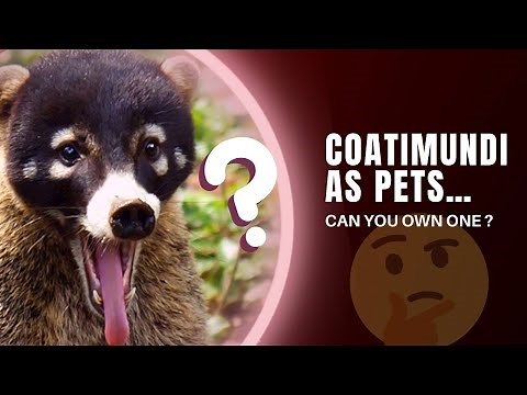 CAN YOU OWN COATIMUNDI AS PETS? What It’s Like to Own One
