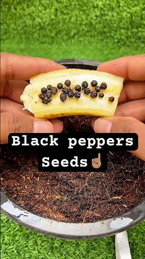 This Tiny Plant Is Full of black peppers Pods?! 😳 #shorts #viral #trending