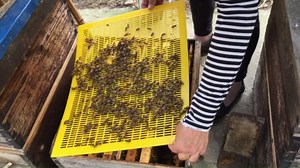 Queen Bee Grafting Tools - 2PCS, Stainless Steeel,Professional Beekeeping Tools Used for Queen Bee Grafting and Larva Transplanting.