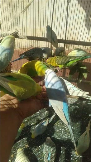 This Cute Budgie Found Its Favorite Food