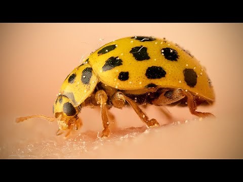 Olympus Macro Photography – Focus Stacking vs Bracketing Mode?