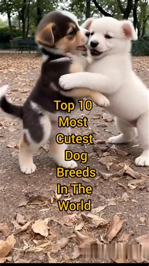 Top 10 Cutest Dog In the World#shorts#trending #dog