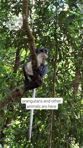 orangutan and other animals are here #bukitlawang #sumatra