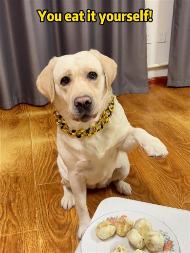 No Good Deed Goes Unpunished: A Funny Dog Story