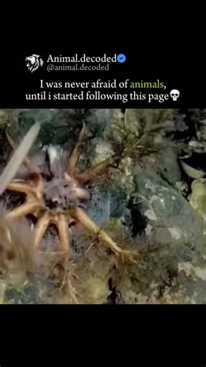 Animal decoded🐘🦢 on Instagram: "In the early 1960s, NASA was exploring the ocean... but then they suddenly stopped and shifted their focus to space and finding another home outside Earth. Why did they quit diving into the deep? What did they find that scared them away? Even now, less than 5% of the ocean has been explored. I’m here to show you the darkest, creepiest secrets hiding in the depths. Things so scary, they make space look safe."