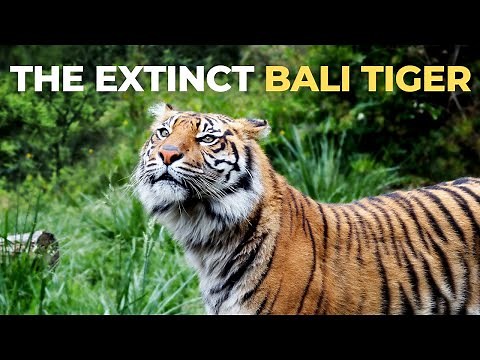 Extinct Bali Tiger