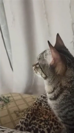 Cat TV: Calming Nature & Bird Footage to Entertain Your Cat