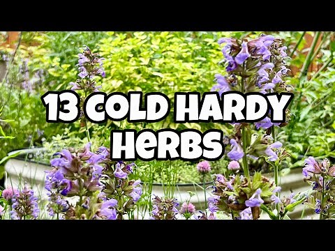 13 Cold Tolerant Herbs You Should Grow