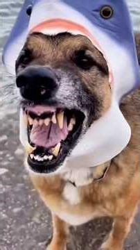 I Didn’t Expect This Dog to Look Like a Shark 😂