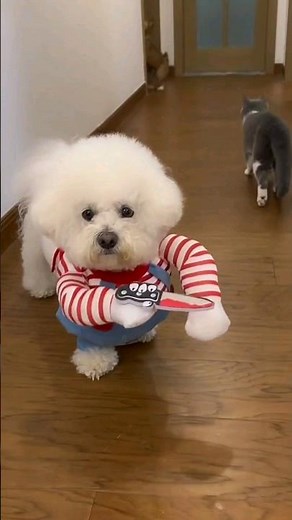 "Adorable Dog in a Knife-Wielding Costume - Must See!" #shorts #viral