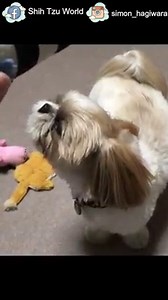769K views · 5.3K shares | The Singing Shih Tzu  | Shih Tzu World | Facebook