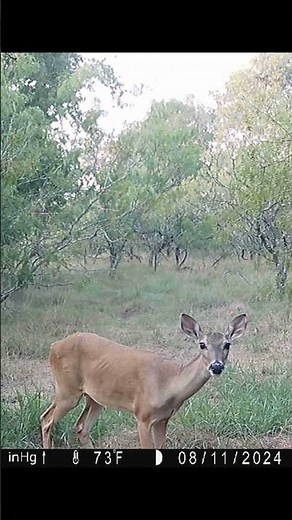 2024 Browning Dark Ops FHDR Trail Camera Daytime Video #1