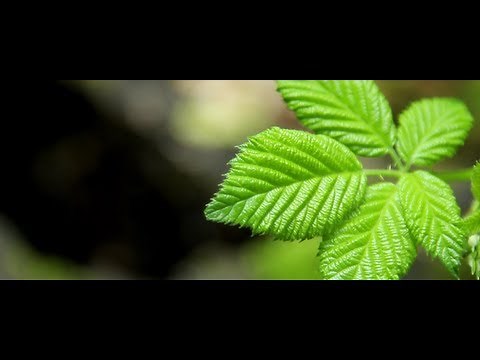 Canon 650D / Rebel T4i: Short Film (Film Look)