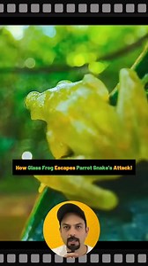 10K views · 130 reactions | The magical glass frog. #madaboutfacts #facts #viralfacts #fblifestyle #wildlife #glassfrog #parrotsnake #magical #escape #attack #bloodcells #liver #shrink #Invisible #glass | Mad About Facts-MAF | Facebook