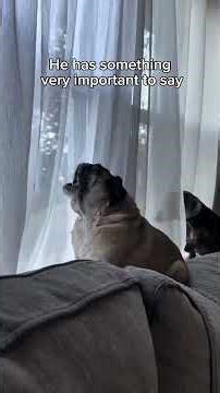 Silly Things Dogs Do 🤣 #funny #trynottolaugh #entertaininganimals #fyp