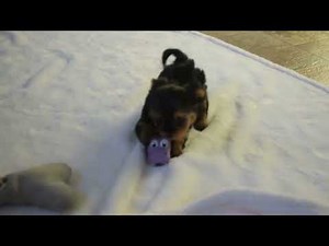 Morkie Puppies For Sale