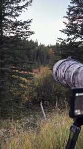 Great gray owl in Canada | Harry Collins Photography