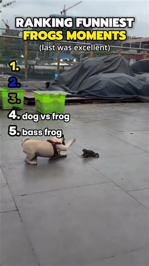 Ranking The funniest frogs moments