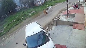 Old Man Attacked By Angry Cow In India