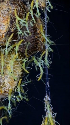An Amazing Moment: Hundreds of Baby Praying Mantises Hatch