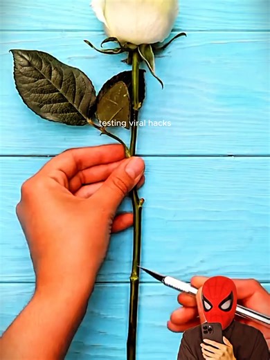 I tried making rainbow roses using different liquid colours #socialexperiment #usa_tiktok #science #hacks #rose #experiments #diyprojects #rainbow