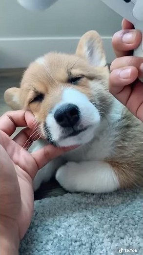 PS4 Controller Dog Nose