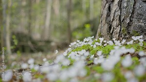 Beautiful wood Anemone nemorosa flowers meadow. A white spring flower in the green italian forest with bright light nature forest background . in the middle of the alps in 4k slowmotion