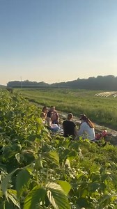 Wanna join our BYOB sunset picnic? 🧺 Our next Sunset and Sip event is on Saturday! Enjoy a beautiful evening in our blooming fields. Tap for details: https://www.showclix.com/tickets/sunset-and-sip-dbnzx8g | Linvilla Orchards