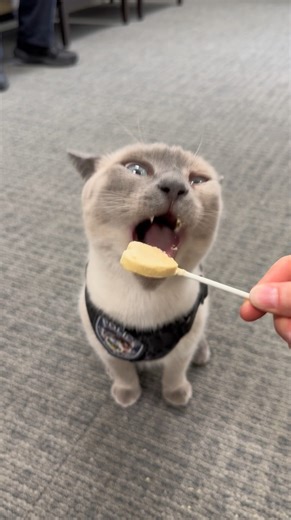 11K views · 137 reactions |  A Halloween safety tip from Pawfficer Fuzz! Before you dive into that candy haul, make sure a trusted adult like your mom, dad, or guardian takes a peek first — some treats are better left to the humans!  ‍♂️ Stay safe, have fun, and have a paws-itively spooktacular Halloween! 李 | Fort Smith Police Department | Facebook