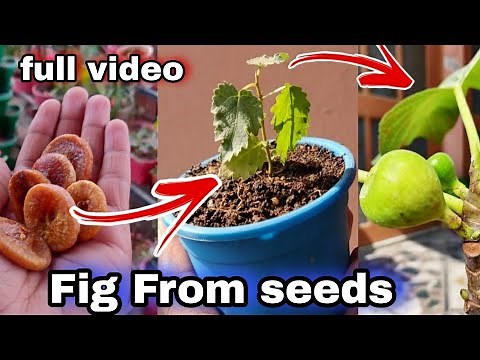 How to grow fig / Anjeer from seeds (Full Video)