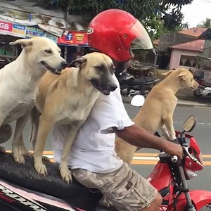 12M views · 4.6K reactions | This is the cutest biker gang you’ll ever see!  | In The Know Now | Facebook