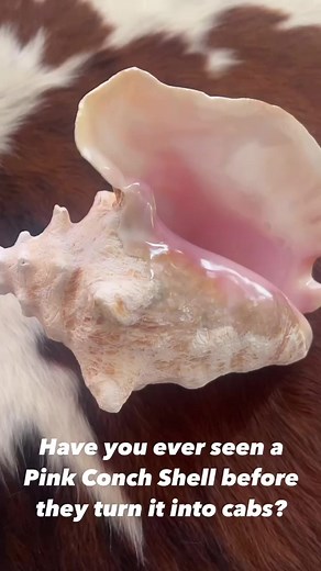 🐚🐚Have you guys ever seen a Pink Conch Shell before they turn into cabs? Pretty cool right? We have a few for sale but supplies are limited just message us if you have any questions🐚🐚#turquoisetradersdirect #turquoise #spinyoyster #motherofpearl #onyx #sterlingsilver #sterlingsilverjewelry #earrings #bracelets #necklace #ring #nativeamericanjewelry #authentic #westernfashion #turquoisejewelry #bohowestern #bohofashion #boho #bohostyle #turquoiseoverdiamonds #handmadejewelry #turquoisetuesday