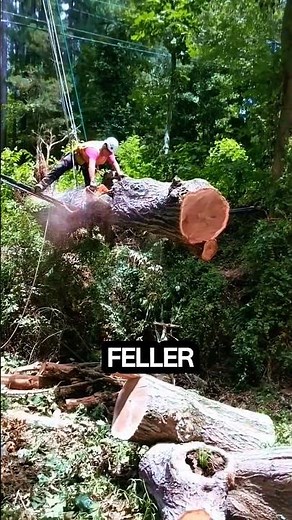 stressful tree cutting #chainsaw #treecutting #nature #wood #logging
