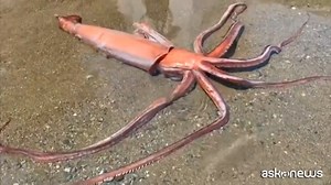 Le immagini del calamaro gigante trovato vivo in spiaggia | askanews