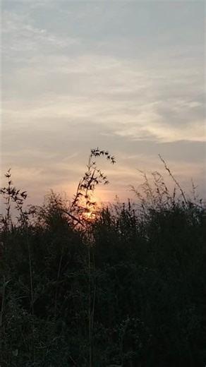 Morning sound effect no copyright ©️ use your video #love #morning #thismorning #mymorning